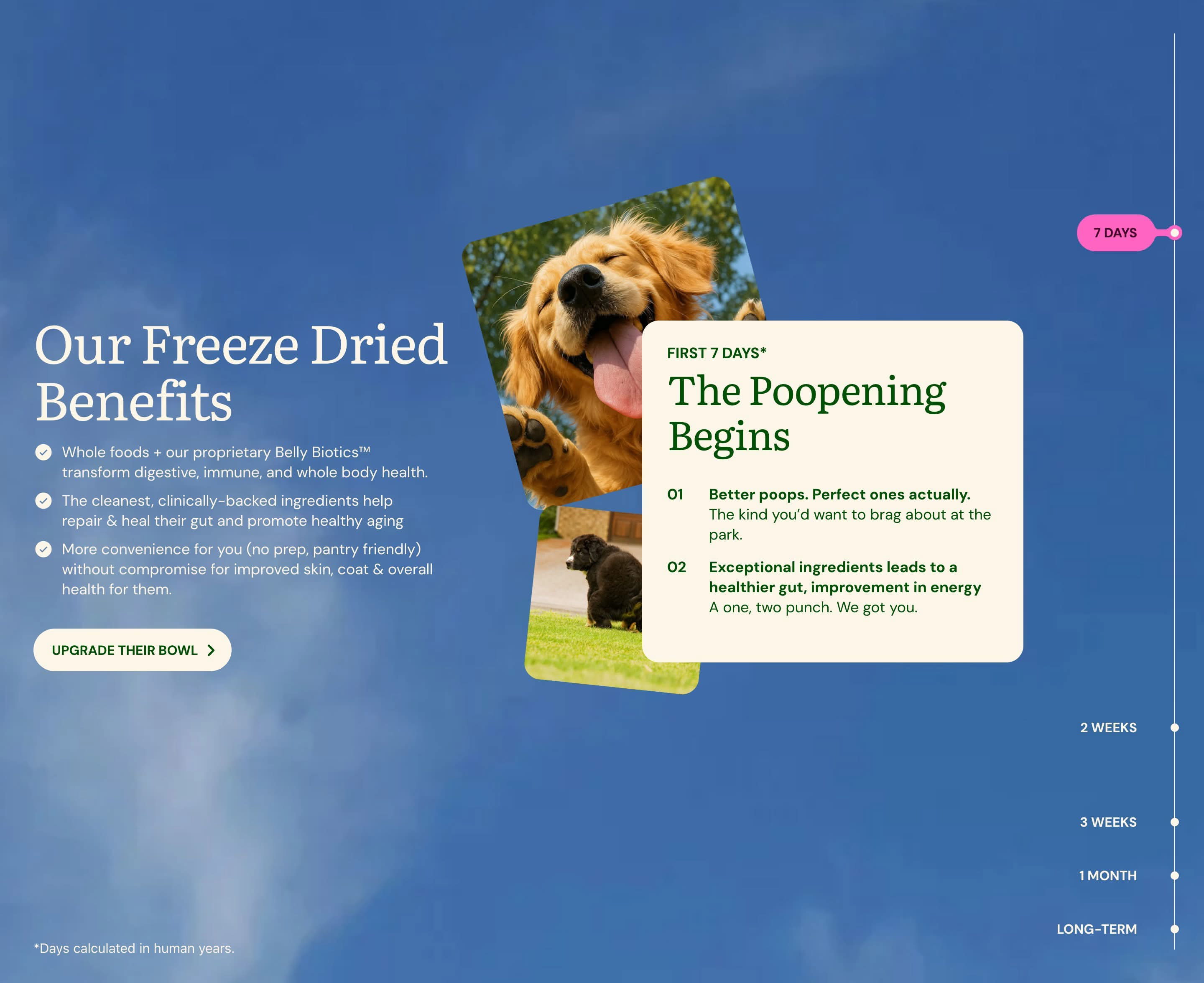 GetJoy Freeze Dried Benefits Timeline Design